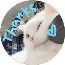 Cats cute 3