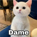 Dame @Harley Stickers