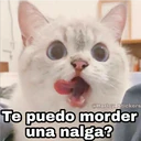 @Harley Stickers Te puedo morder una nalga?