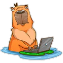 Capybara 13