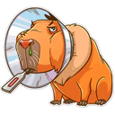 Capybara 29