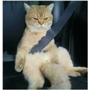 perros y gatos   3 6