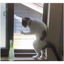 perros y gatos   3 9