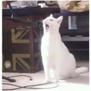 perros y gatos   3 14
