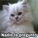 @Harley Stickers Nadie te preguntó