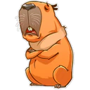 Capybara 19