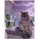 Gatitos enojados 12