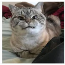Gatitos enojados 7
