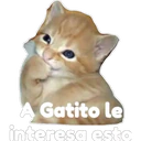 Gatito 23