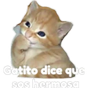 Gatito 2