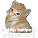 Gatito 13