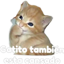 Gatito 4