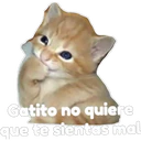 Gatito 24