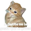 Gatito 20