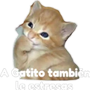 Gatito 15
