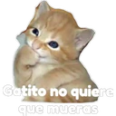 Gatito 22