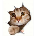Gatitos 4 8