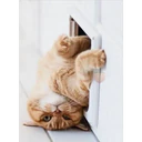 Gatitos 4 24