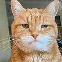 Gatitos 4 28