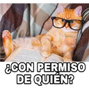 Gatitos 4 7