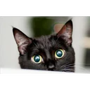 Gatitos 4 15