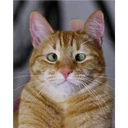Gatitos 4 20