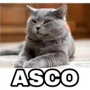 Gatitos 4 12