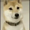 Perros Animados 3 20