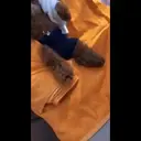 Perros Animados 3 21