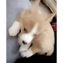 Perros Animados 3 29