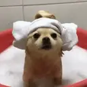 Perros Animados 3 28