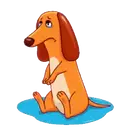 Perro   Salchicha 13