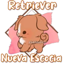 Dog Cute  1 13