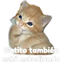 Gatito 14