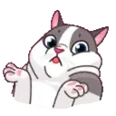 MEMES CATS.MOV 6