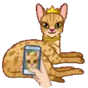 MEMES CATS.MOV 14
