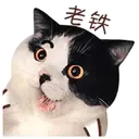 ️FaceCat 15