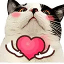 ️FaceCat 17