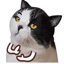 ️FaceCat 12