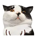 ️FaceCat 22
