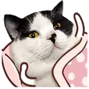 ️FaceCat 7