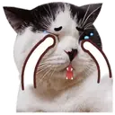 ️FaceCat 23