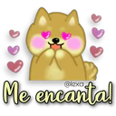 Perro SHIBA INU 16