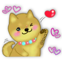 Perro SHIBA INU 14