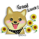 Perro SHIBA INU 4