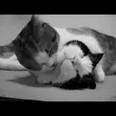 Cats by ♡᭄VAиElY⋆͙̈MιSнυ♡᭄ 17