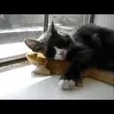 Cats by ♡᭄VAиElY⋆͙̈MιSнυ♡᭄ 22