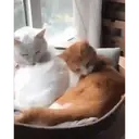 Cats by ♡᭄VAиElY⋆͙̈MιSнυ♡᭄ 14