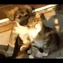Cats by ♡᭄VAиElY⋆͙̈MιSнυ♡᭄ 25