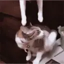 Cats by ♡᭄VAиElY⋆͙̈MιSнυ♡᭄ 19